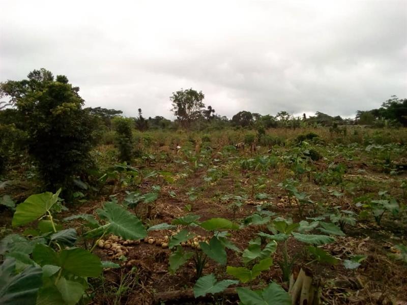 VENTE TERRAIN 2 HECTARES A BOMONO, DIBOMBARI MICHAEL REAL ESTATES AGENCY 