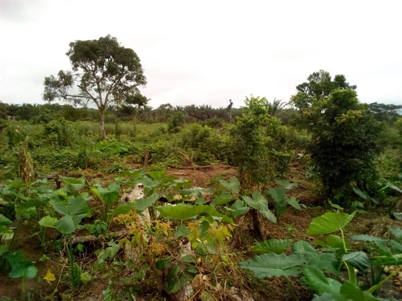 VENTE TERRAIN 2 HECTARES A BOMONO, DIBOMBARI MICHAEL REAL ESTATES AGENCY 