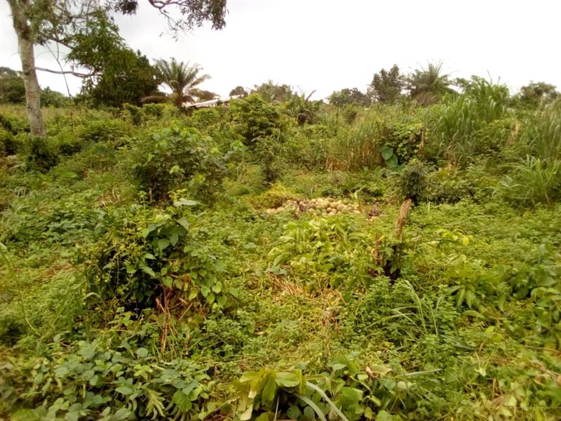 Land 10 Hectares on Sale at IDINAU, LIMBE MICHAEL REAL ESTATES AGENCY 