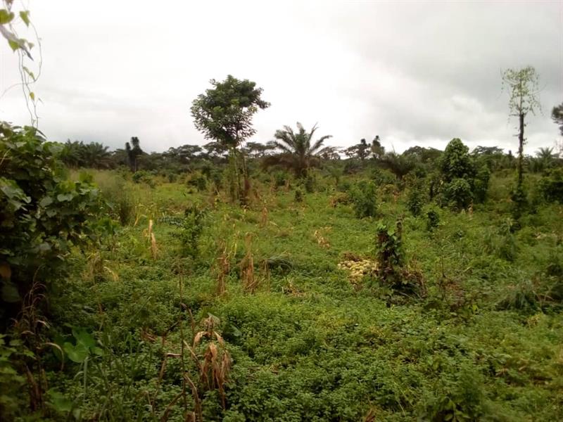 Land 10 Hectares on Sale at IDINAU, LIMBE MICHAEL REAL ESTATES AGENCY 