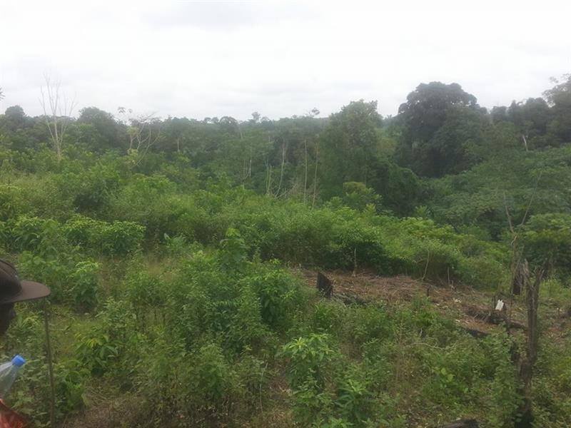 Terrain Agricoles 20 Hectares a Dibamba MICHAEL REAL ESTATES AGENCY 