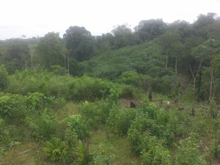 Terrain Agricoles 20 Hectares a Dibamba MICHAEL REAL ESTATES AGENCY 